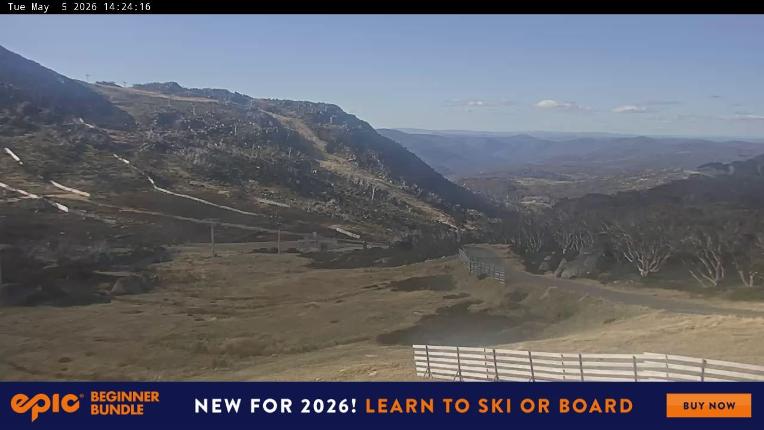 Webcam Perisher: Blue cow