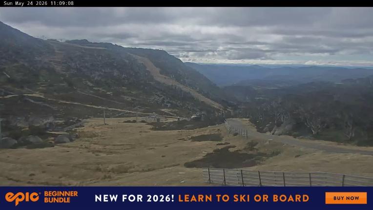 Webcam Perisher: Blue cow