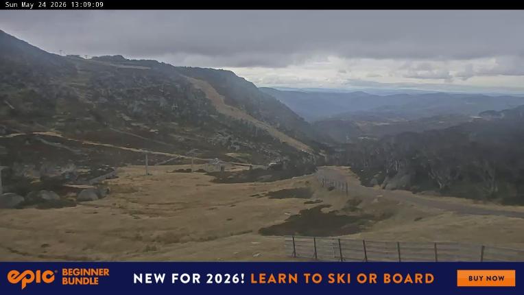 Webcam Perisher: Blue cow