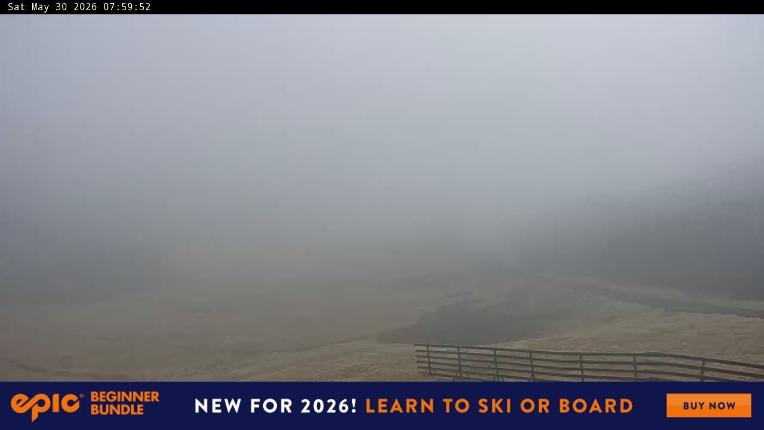Webcam Perisher: Blue cow