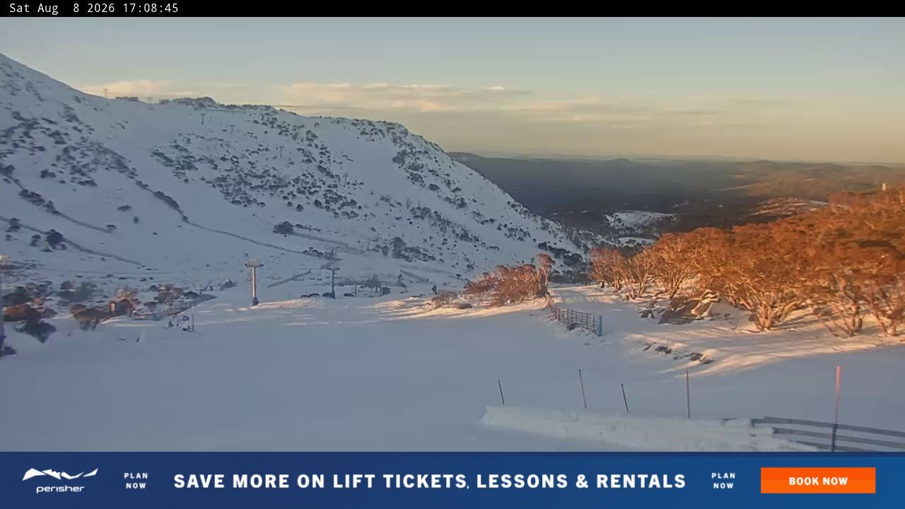 Webcam Perisher: Blue cow