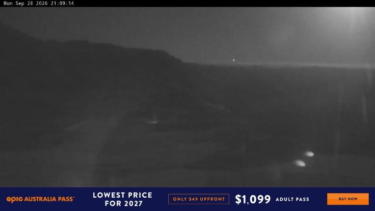 Webcam Perisher: Blue cow