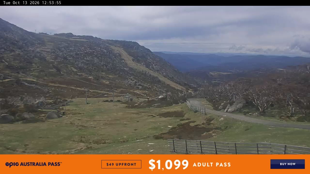 Webcam Perisher: Blue cow