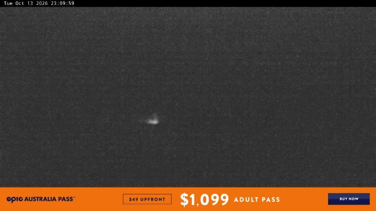 Webcam Perisher: Blue cow