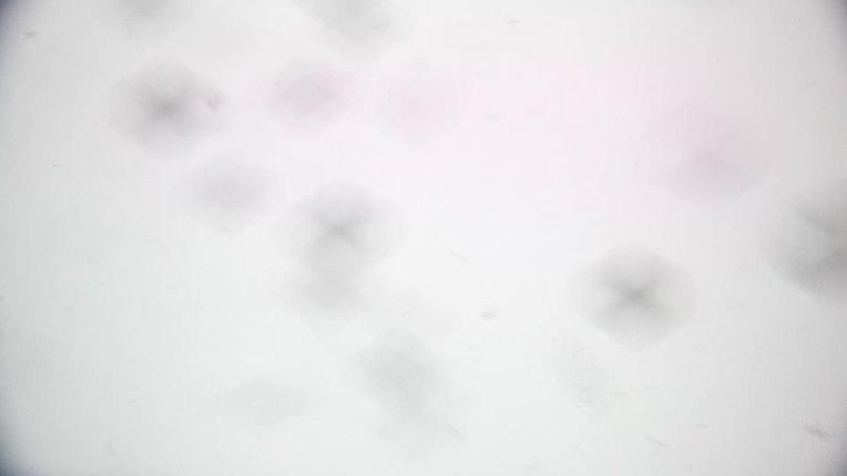 Webcam Piau Engaly: TSD Engaly