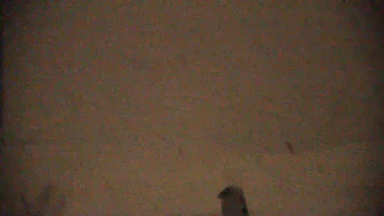 Webcam Piau Engaly: Vallée de Badet