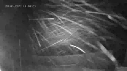Portillo webcam