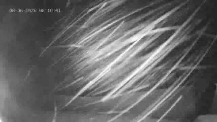 Portillo webcam