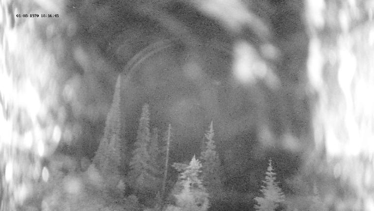 Webcam Revelstoke Mountain: Top Ripper Chair