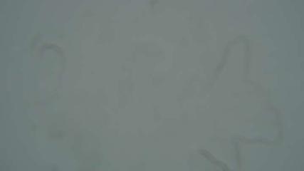 Sierra Nevada: Borreguiles (Sierranevada.es)