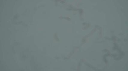 Sierra Nevada: Borreguiles (Sierranevada.es)