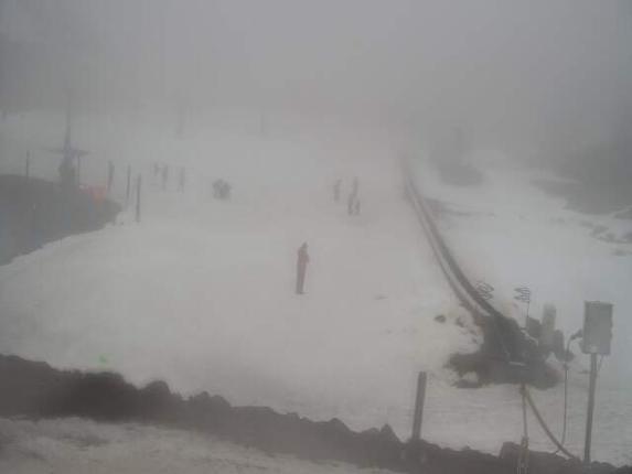 Webcam Turoa: Alpine meadown