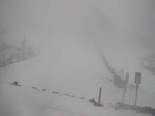 Webcam Turoa: Alpine meadown