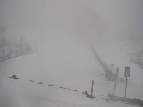 Webcam Turoa: Alpine meadown