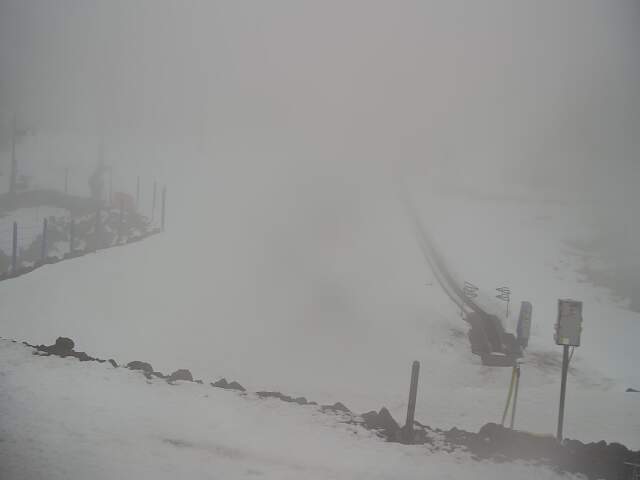 Webcam Turoa: Alpine meadown