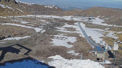 Turoa: Alpine meadown (pureturoa.nz)