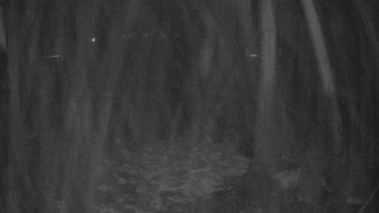 Webcam Whakapapa: Hut Flat